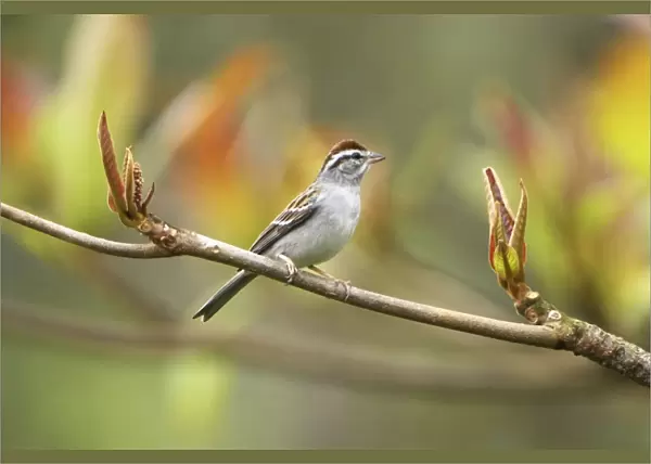 Sparrow Belize