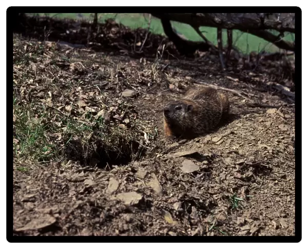 Woodchuck. PPG-1569. Woodchuck. Canada. Marmota monax