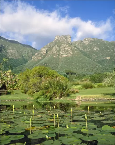 South Africa Kirstenbosch National Botanical Garden in Cape Town, South Africa