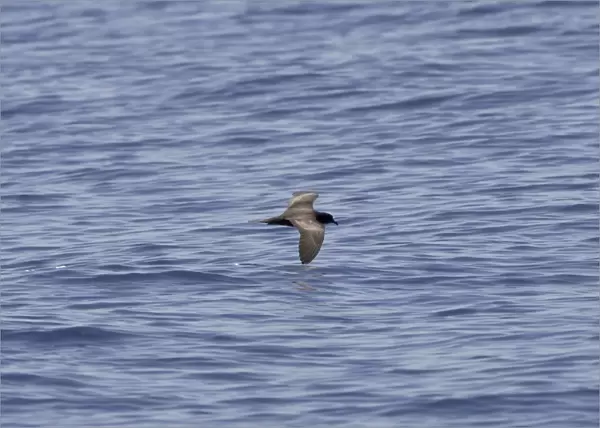 Bulwer's Petrel - in flight over sea