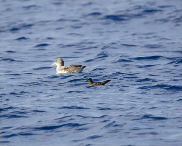 Cory's Shearwater and Bulwer's Petrel (Bulweria bulweri) - on the sea Madeira September