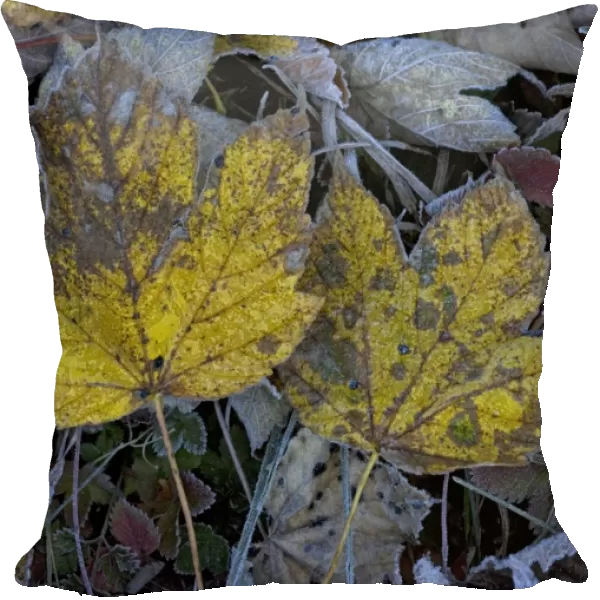 Frosted sycamore leaves