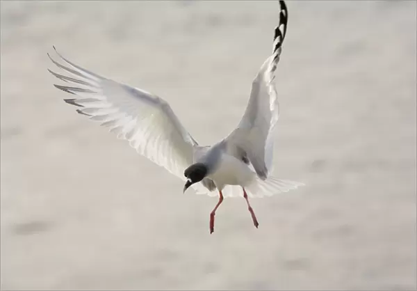 Swallow-tailed Gull ( Larus furcatus ) - the only night-flying gulls in the world