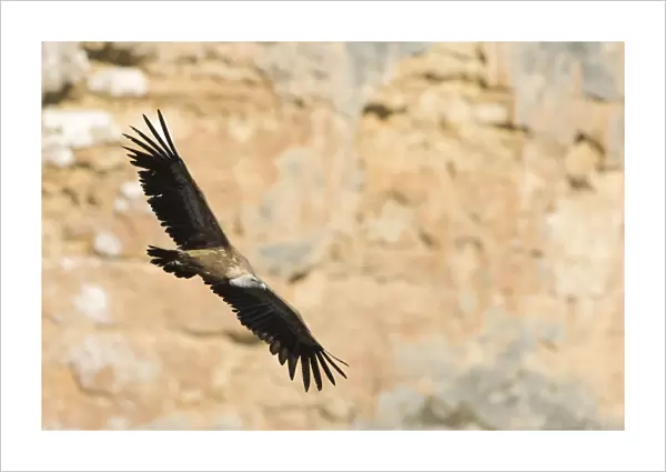 European Griffon Vulture - In flight in front of rock face - Spain