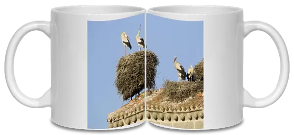 White Stork-Two adult birds in courtship display showing the ritualistic throwing back of head, shown on bell tower roof top nest site-Manzanares el Real-Spain