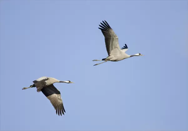 Common Crane-Two birds flying-Extremadura-Spain