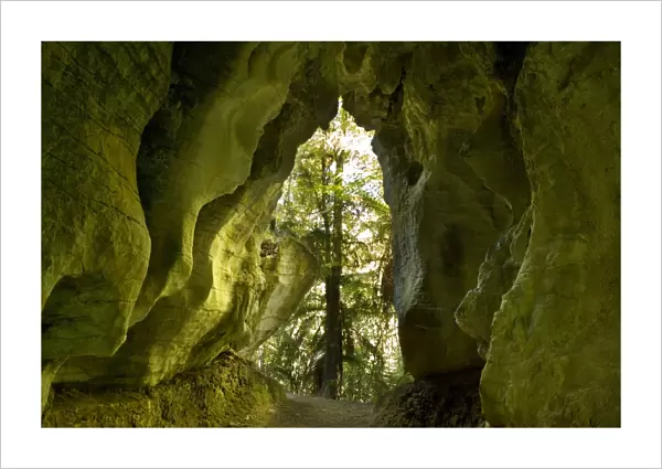 Limestone Tunnel a narrow path leads through a cave-like tunnel of limestone Ruakuri Bush and Scenic Reserve, Waitomo, King Country, North Island, New Zealand