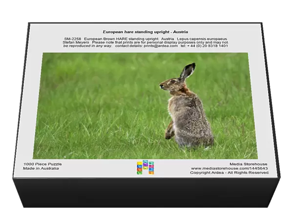 European hare standing upright - Austria