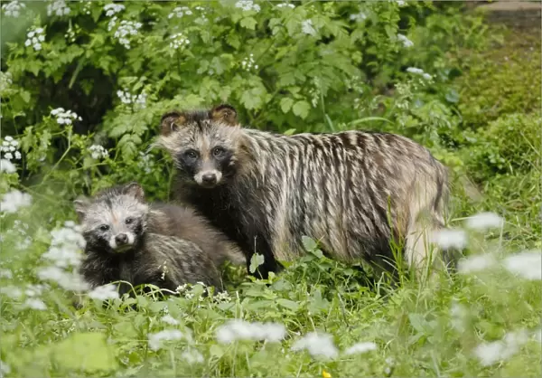 Raccoon dog - mother with young one, Germany
