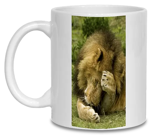 Lion - Male - Ndutu - Ngorongoro Conservation Area - Tanzania - Africa