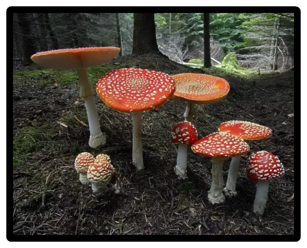 Fungus, Fly Agaric - growing in coniferous woodland, Lower Saxony, Germany