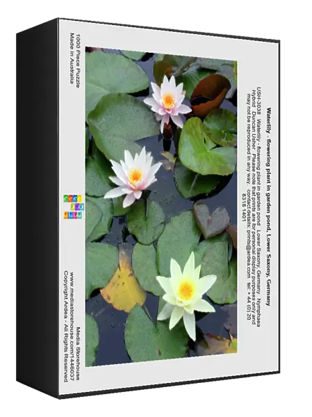 Waterlily - flowering plant in garden pond, Lower Saxony, Germany