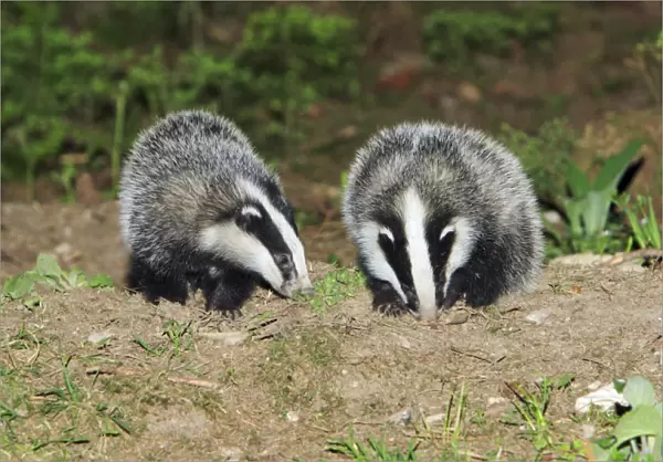 Badger - 2 young animals beside sett, Lower Saxony, Germany