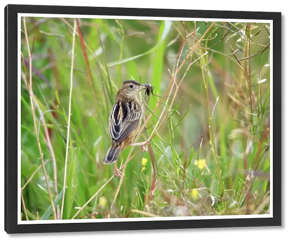 Fan-tailed Warbler - with food in beak, Alentejo, Portugal