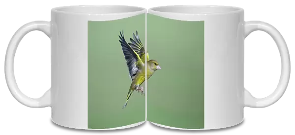 Greenfinch - in flight, Lower Saxony, Germany