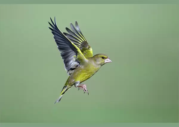 Greenfinch - in flight, Lower Saxony, Germany