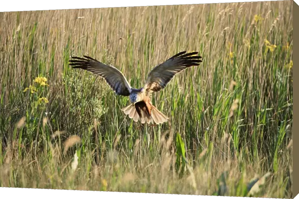 Marsh Harrier - male landing in reeds, Texel, Holland