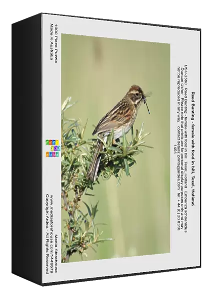 Reed Bunting - female with food in bill, Texel, Holland