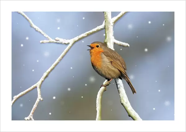 Robin - singing Digital Manipulation: snow