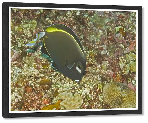 Goldrim Surgeonfish - An aggressive species found along outer reef areas just below the surge line. Feeds on filamentous algae - Papua New Guinea