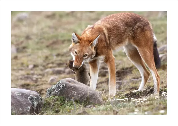 Abyssinian  /  Ethiopian Wolf  /  Simien Jackal  /  Simien Fox - eating molerat. Endangered. Bale Mountains - Ethiopia. 4000 m - 4300 m