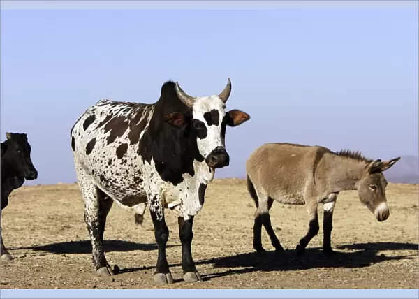 Zebu Cattle and Donkey. Axoum - Ethiopia