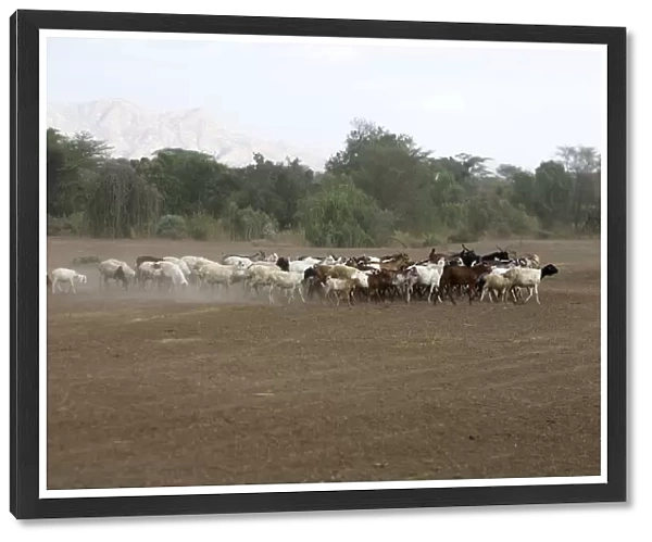 Goats in the Karo area - Lower basin of Oma River - South Ethiopia showing desertification