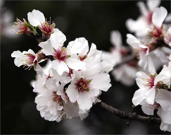 Almond flowers. Provence - France
