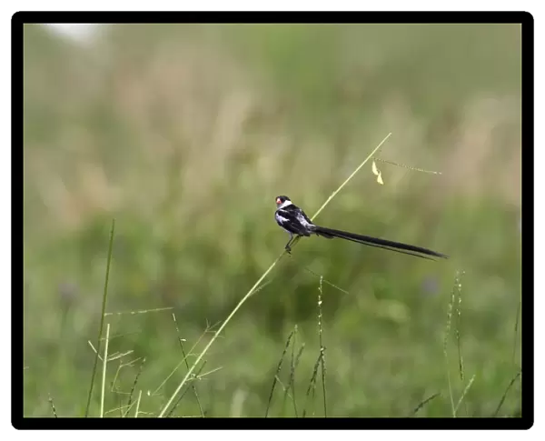 Pin-tailed Whydah - male Fam: Ploceides
