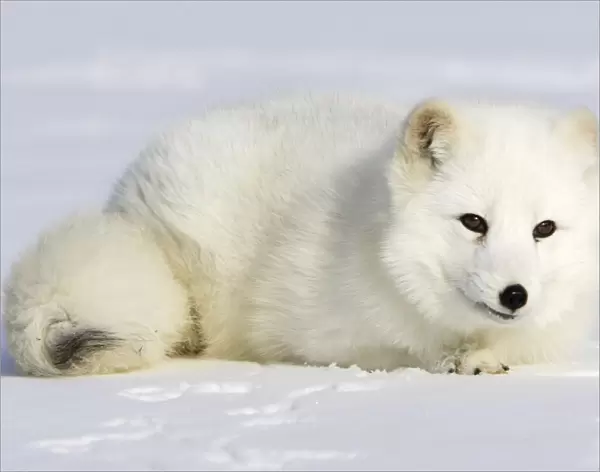 Arctic Fox Minnesota USA