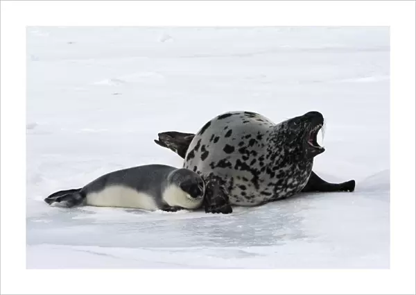 Hooded Seal - mother & young 4 days old Magdalen Islands Canada