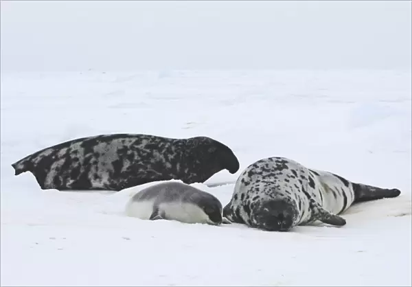Hooded Seal - male female & 4 day old young Magdalen Islands Quebec Canada