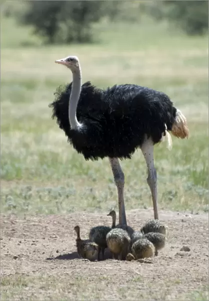 Common Ostrich - Male shading chicks. Occurs throughout sub-Saharan Africa except for rainforests and central African belt of Brachystegia woodland (miombo). Kgalagadi Transfrontier Park, Northern Cape, South Africa