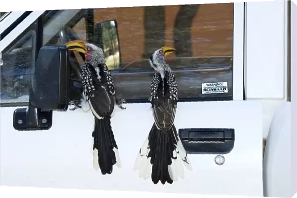 Southern Yellow-billed Hornbills - Perched on vehicle. Endemic in south-west Angola, Namibia, Botswana, Zimbabwe, northern and eastern South Africa. Inhabits savanna and semi-desert. Kgalagadi Transfrontier Park, Northern Cape, South Africa