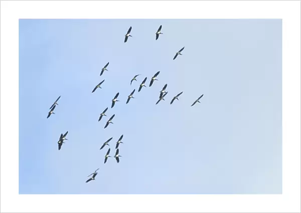 Abdim's  /  White-bellied Storks. Flock in flight rising on thermal over Kalahari. Transequatorial migrant; breeds in Somalia, Ethiopia, Uganda, north-west Kenya west to Senegal. Migrates south and east to eastern and southern Africa