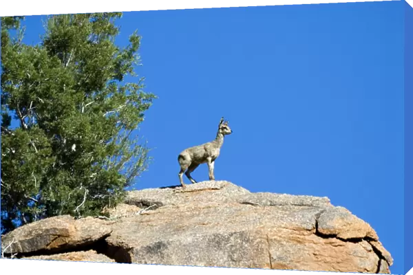 Klipspringer male standing sentinel and advertising presence. Occurs throughout eastern Africa as far as northern South Africa, also Angola, Namibia and south-west Cape of South Africa. Kgalagadi Transfrontier Park, Northern Cape, South Africa