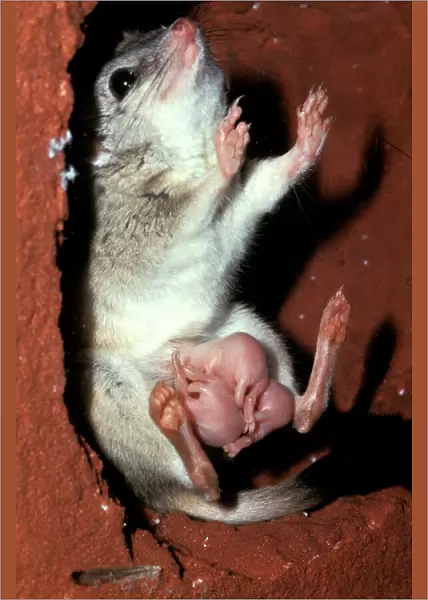 CLY02072. AUS-294. Kowari  /  Crest-tailed Marsupial Rat - with three young