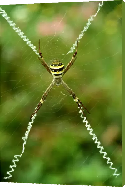 CLY02078. AUS-300. St Andrews Cross spider - female with cross-shaped stabilimentum in web