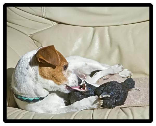 Dog - Jack Russell mothers baby Jackdaws 005688