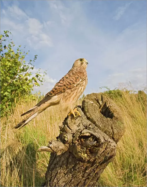 Kestrel - perched on stump Bedfordshire UK 005920