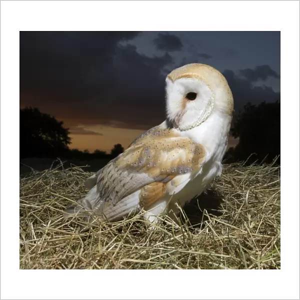 Barn owl - in hayfield at dusk Bedfordshire UK