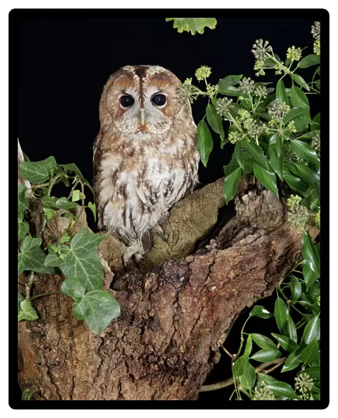 Tawny owl - sitting in tree Bedfordshire UK 006550