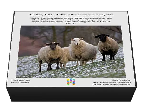 Sheep -Wales, UK- Mixture of Suffolk and Welch mountain breeds on snowy hillside