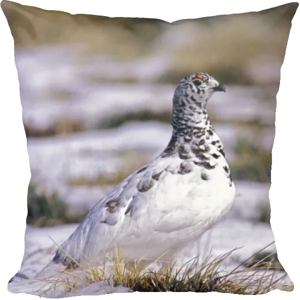 White-tailed Ptarmigan - On tundra - Colorado - USA