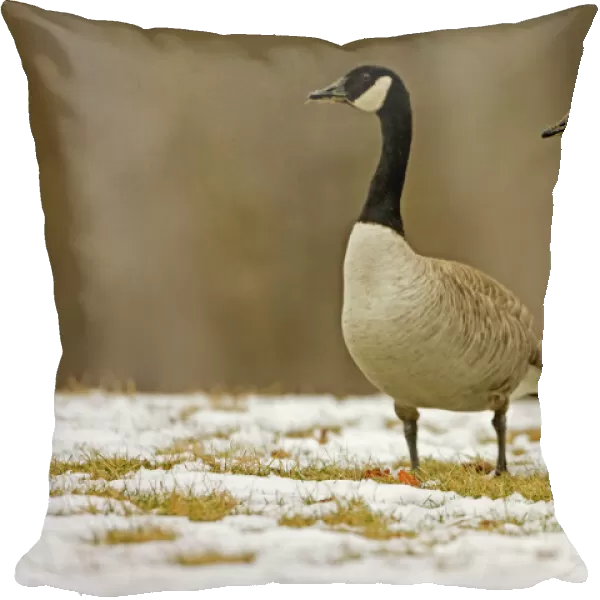 Canada Goose - In snow - New York- USA