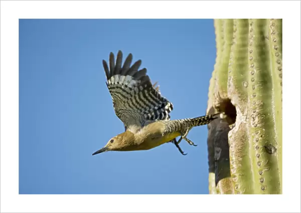 Gila Woodpecker - In flight emerging from nest in Saguaro cactus (Carnegiea gigantea) - Sonoran Desert - Arizona - USA