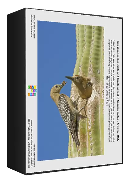Gila Woodpecker - Male and female at nest in Saguaro cactus - Arizona - USA