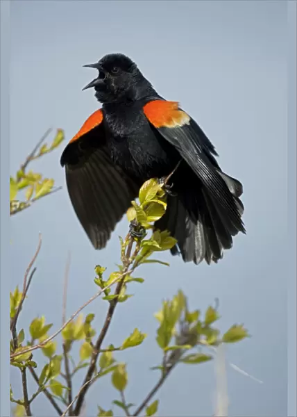 Red-winged Blackbird - Male callling - New York - USA