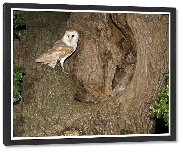 Barn Owl - standing beside nest hole in oak tree, Norfolk, U. K. Norfolk U. k