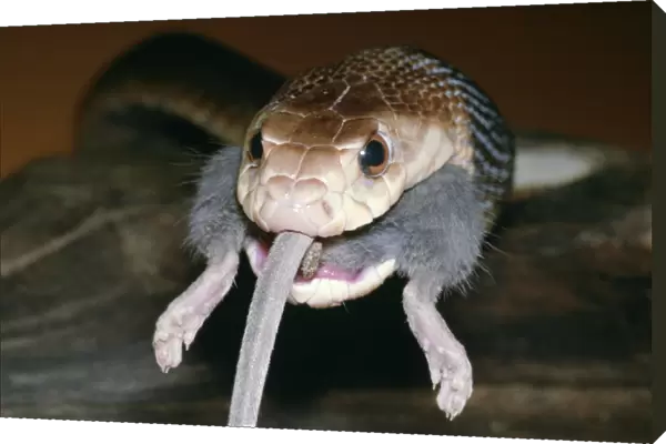 Taipan Snake Eating a Mouse Australia